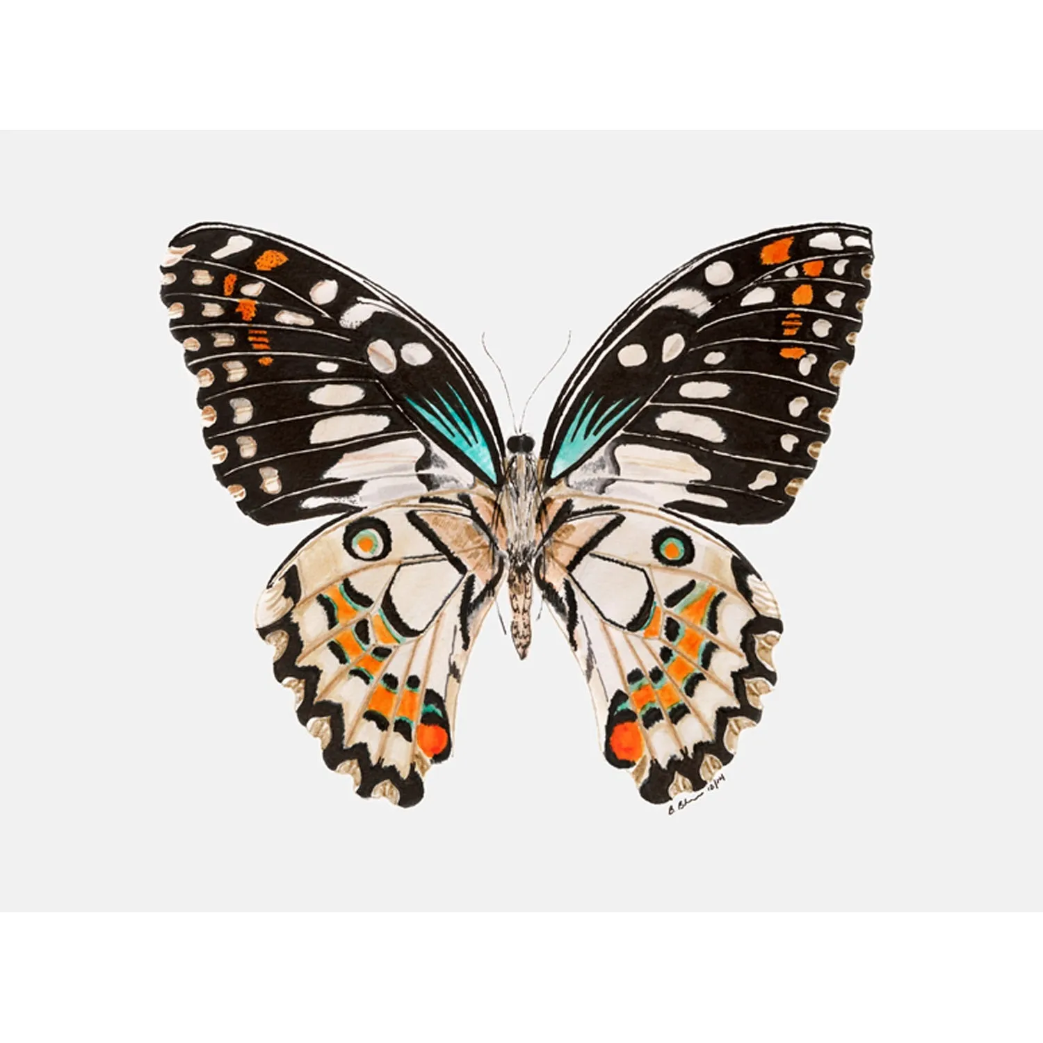 Butterfly Portrait Canvas Wall Art